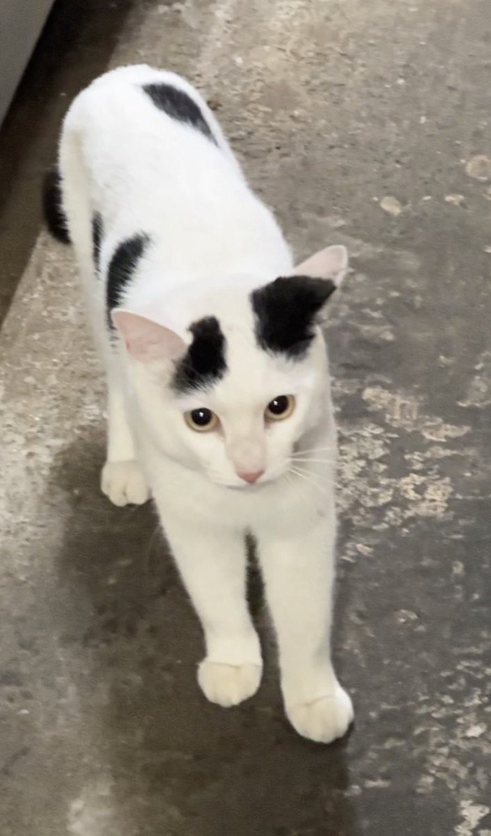 yuon6070's tweet photo. 今週もご来店ありがとうございました😊
明日は定休日になります。

迷い猫ちゃんの飼い主の方継続して探しています！

つくば市近辺で猫が逃げてしまった方いないでしょうか？

身体の綺麗さから最近逃げ出したのではないかと思います。

引き続きよろしくお願いします🥺

#迷い猫　#つくば https://t.co/OLg59tO44L