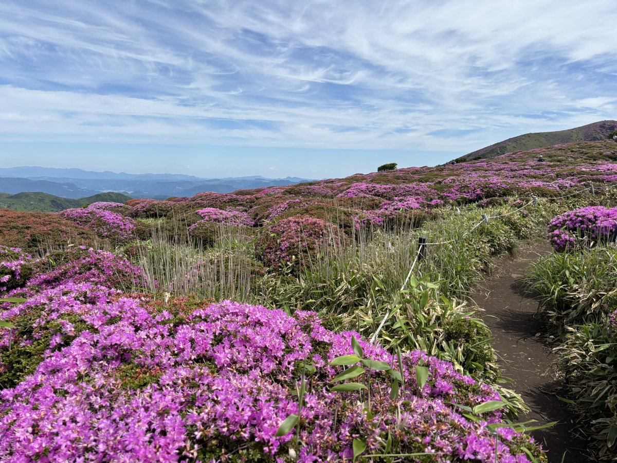 higesoruonna's tweet photo. くじゅう連山でミヤマキリシマを堪能してきました🏔️牧ノ戸登山口からの扇ヶ鼻→星生山の往復。天空の花畑を歩いてるとまるで天国に来ちゃったような不思議な感覚😇 https://t.co/Pu2QfMICm6