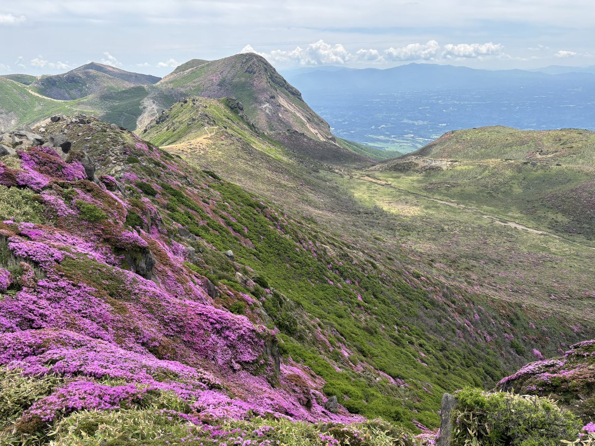 higesoruonna's tweet photo. くじゅう連山でミヤマキリシマを堪能してきました🏔️牧ノ戸登山口からの扇ヶ鼻→星生山の往復。天空の花畑を歩いてるとまるで天国に来ちゃったような不思議な感覚😇 https://t.co/Pu2QfMICm6