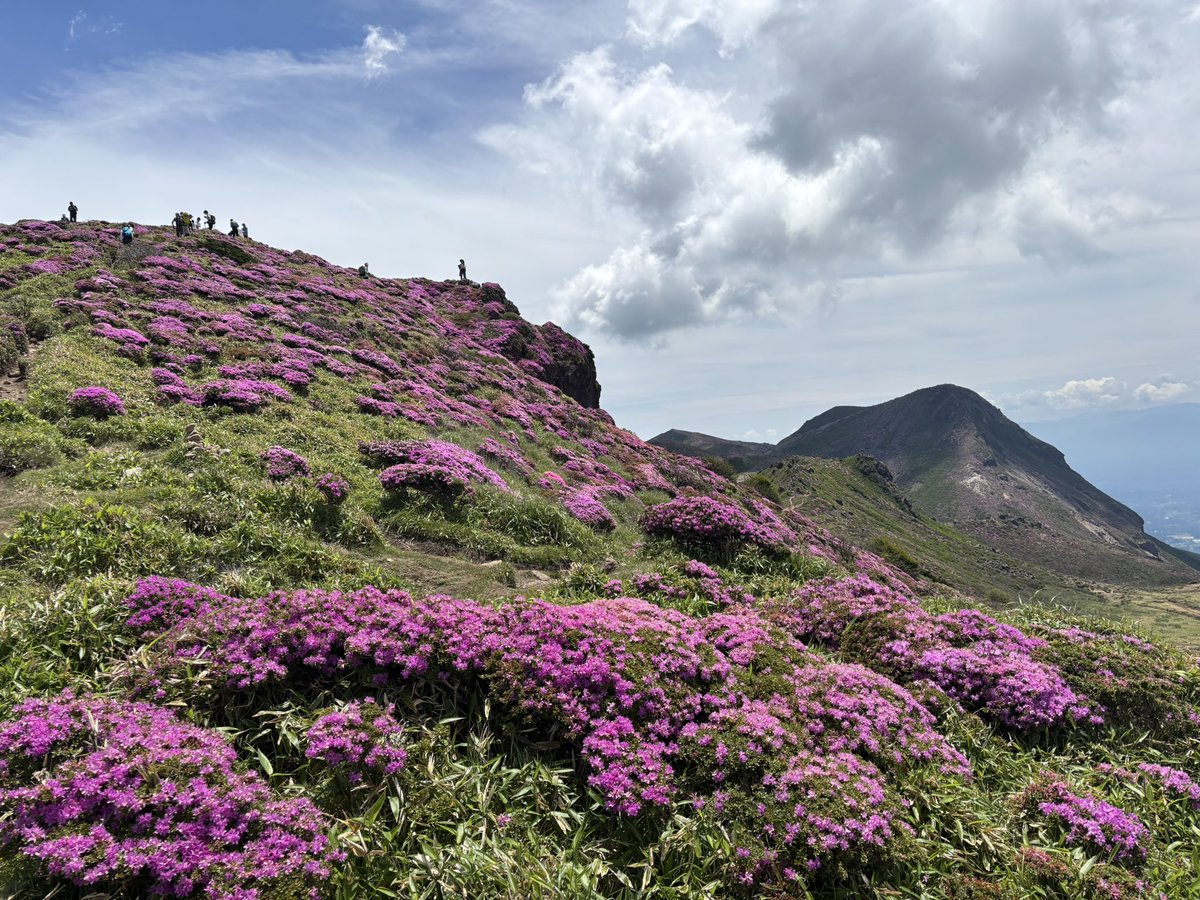 higesoruonna's tweet photo. くじゅう連山でミヤマキリシマを堪能してきました🏔️牧ノ戸登山口からの扇ヶ鼻→星生山の往復。天空の花畑を歩いてるとまるで天国に来ちゃったような不思議な感覚😇 https://t.co/Pu2QfMICm6