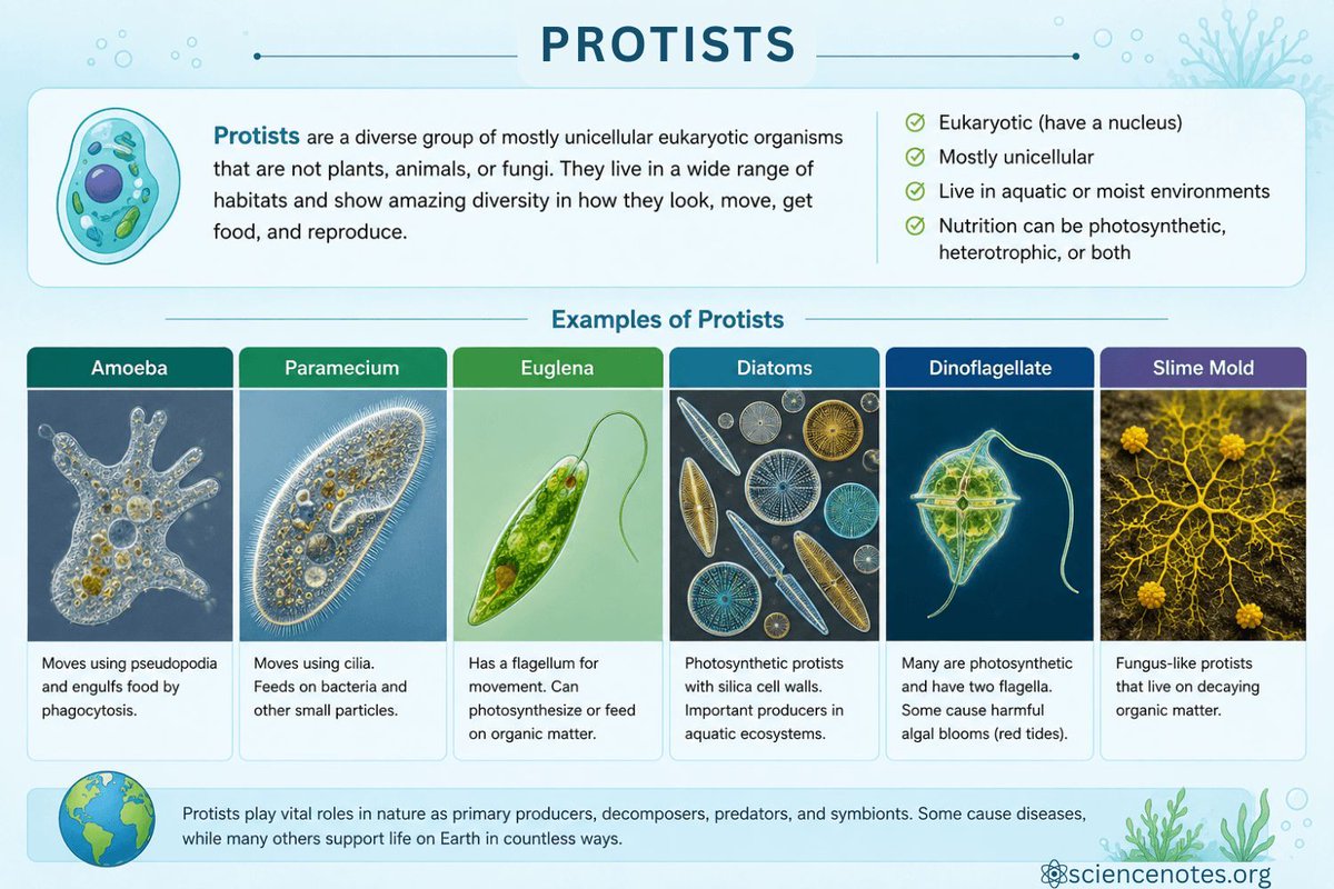 azareal's tweet photo. Protists - Definition, Characteristics, Classification, and Examples https://t.co/IMiA8FQJvS https://t.co/fejILfBvjJ