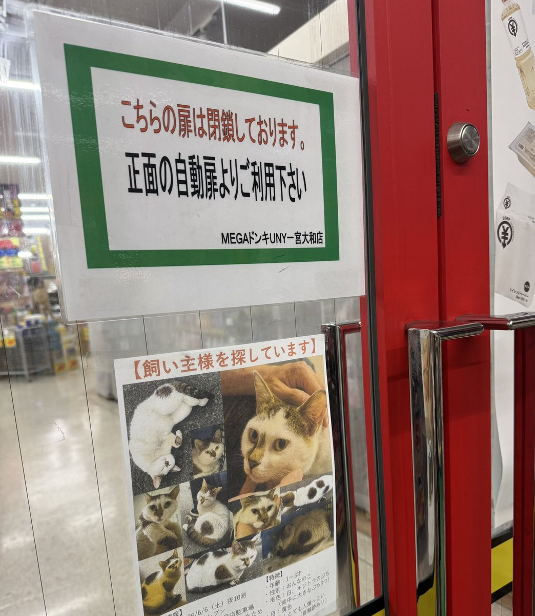 Sakurako_0530's tweet photo. MEGAドンキUNY一宮大和店様にご協力いただきました。飼い主様の目にとまりますように。大切にお預かりしています。でもきっとこの子はお迎えを待ってますよ！

＃保護猫　＃愛知県一宮市
＃飼い主様探しています https://t.co/2FpEB6aGOE