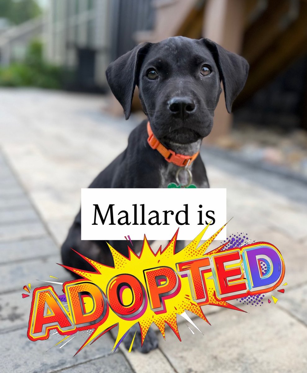 Penny_Lane_Pup's tweet photo. Great news! 
Mallard is officially adopted!!!! ❤️🦆 https://t.co/GQZwJubiSM