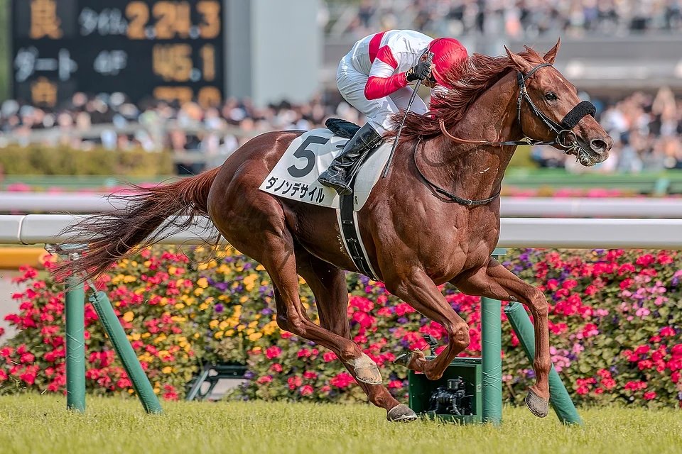 競馬インフォメーションクラブ(個人で運営) tweet media