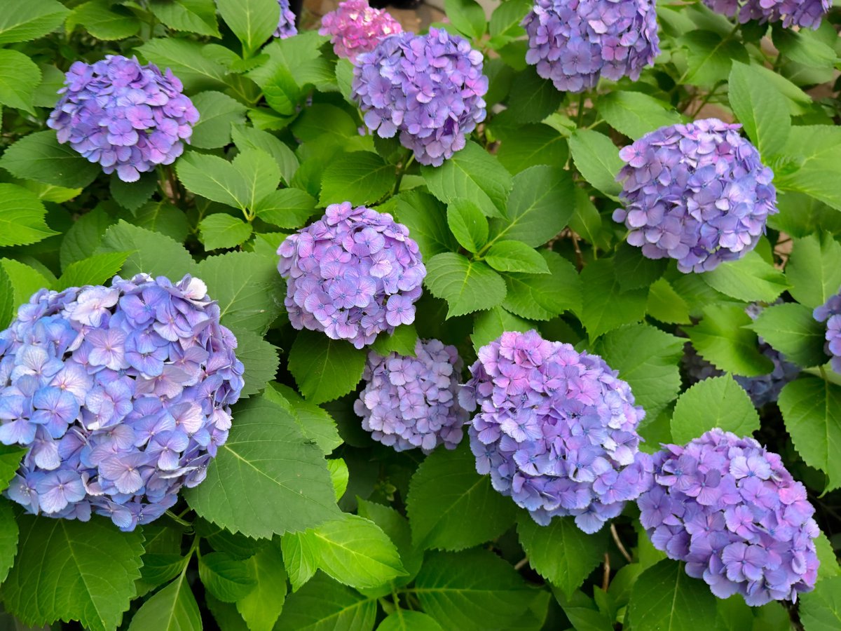 Re_srio's tweet photo. 買ったパンがおいしくて、練習がたのしくて、紫陽花で6月！って感じがして、なんだかとても満足した日。 https://t.co/pcjrHcZavi