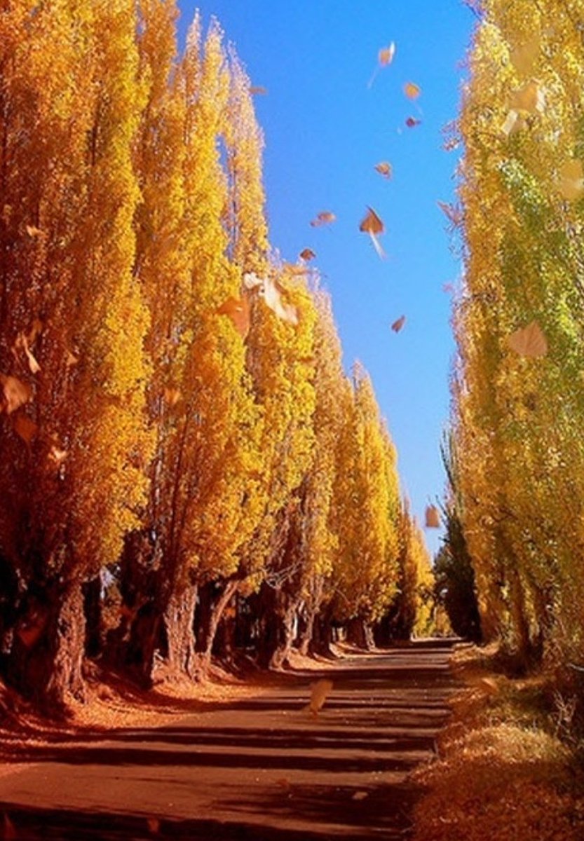 gl_maxi's tweet photo. No es lo mismo el otoño en Mendoza https://t.co/drvDi14yBb