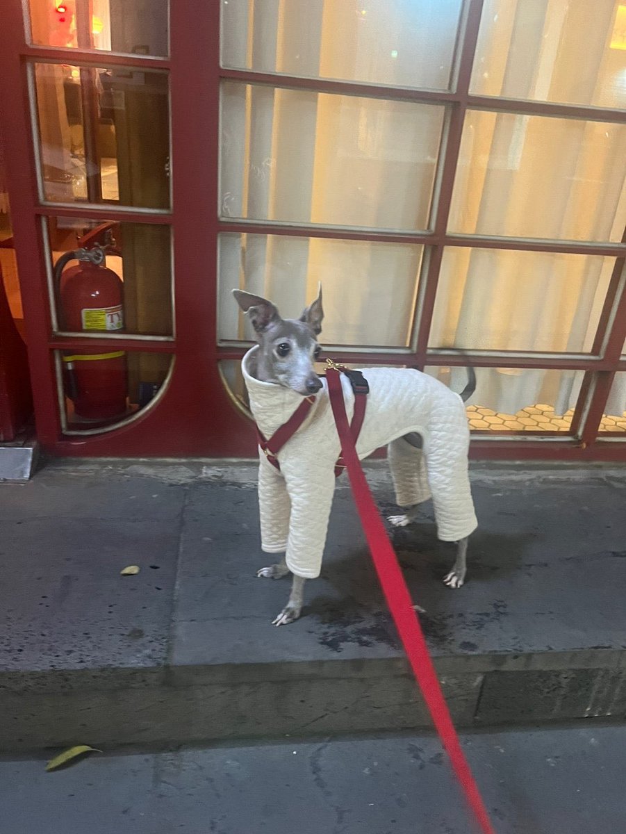 spillthevins's tweet photo. rest in peace to this beautiful princess eumppappa 🥹 hoping you’re no longer in pain after crossing the rainbow bridge 😞 https://t.co/t6aGzYLAN6