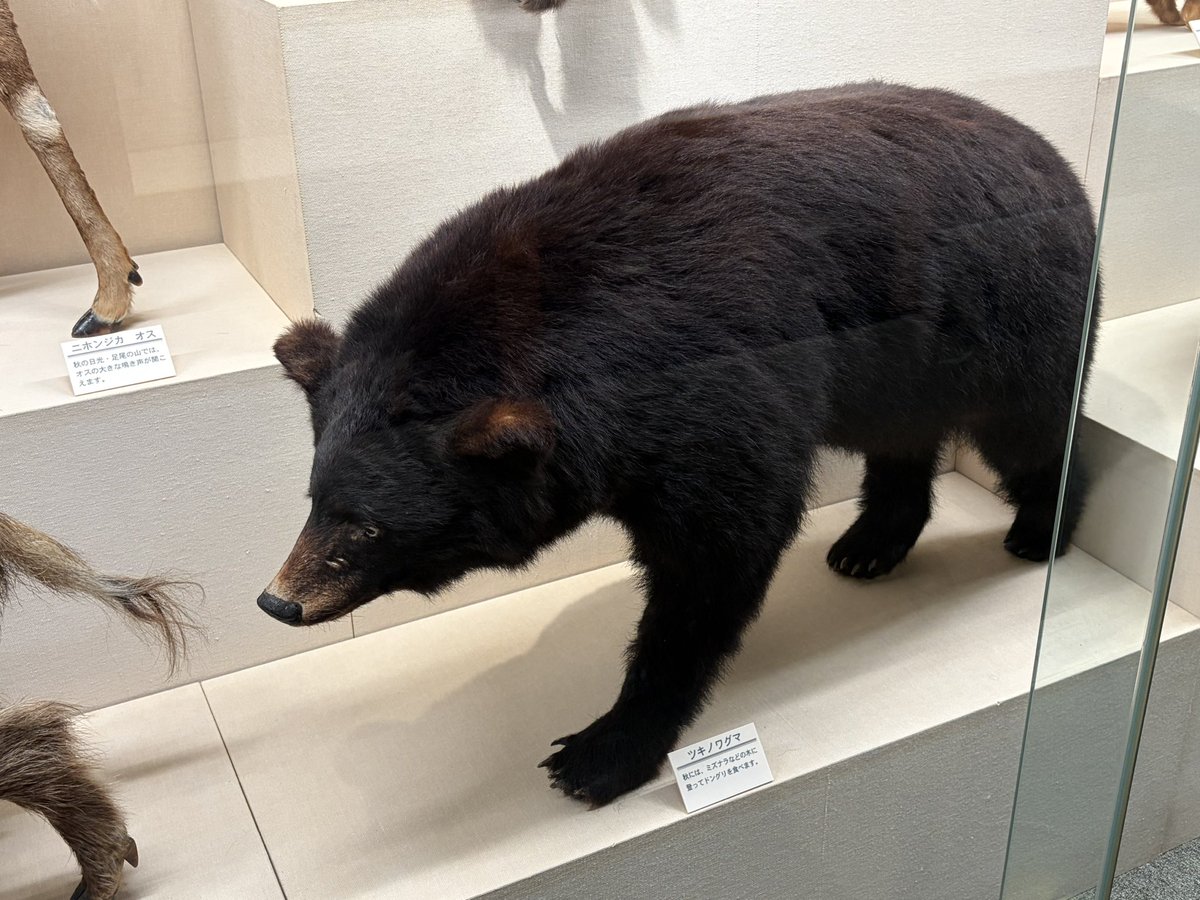 県民の日特別無料だから博物館行ったんや。そして宇都宮でクマ騒動あっ