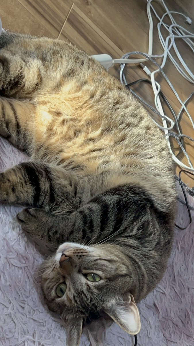 Miraihadokohe's tweet photo. 日向ぼっこ
 #猫  #ねこ  #猫好きさんと繋がりたい  #ねこいじり  #猫が居る暮らし https://t.co/Q026WHTM1u