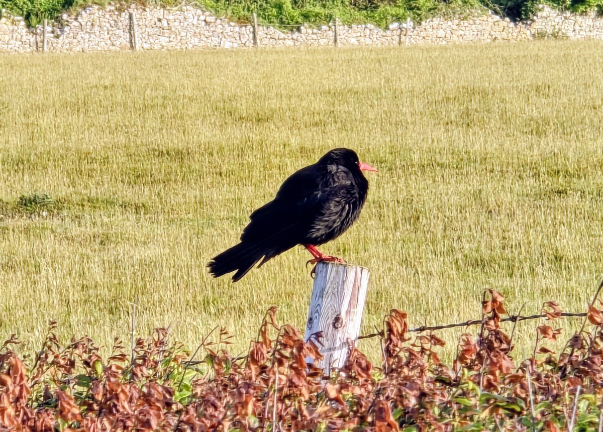 gbjeffen's tweet photo. @SusanLocke7 This chap should be on his way you now! https://t.co/HESkbD4HPX