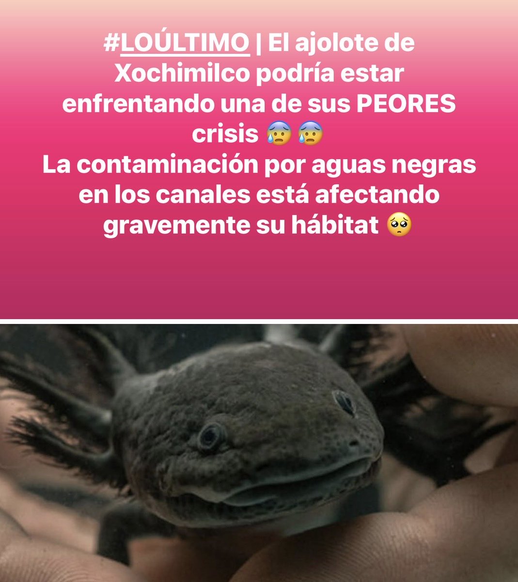 chioreya's tweet photo. Habrá realmente alguna institución que se ocupe de preservar tan importante especie ? 🥺🥺 https://t.co/p9b8C2kRC5