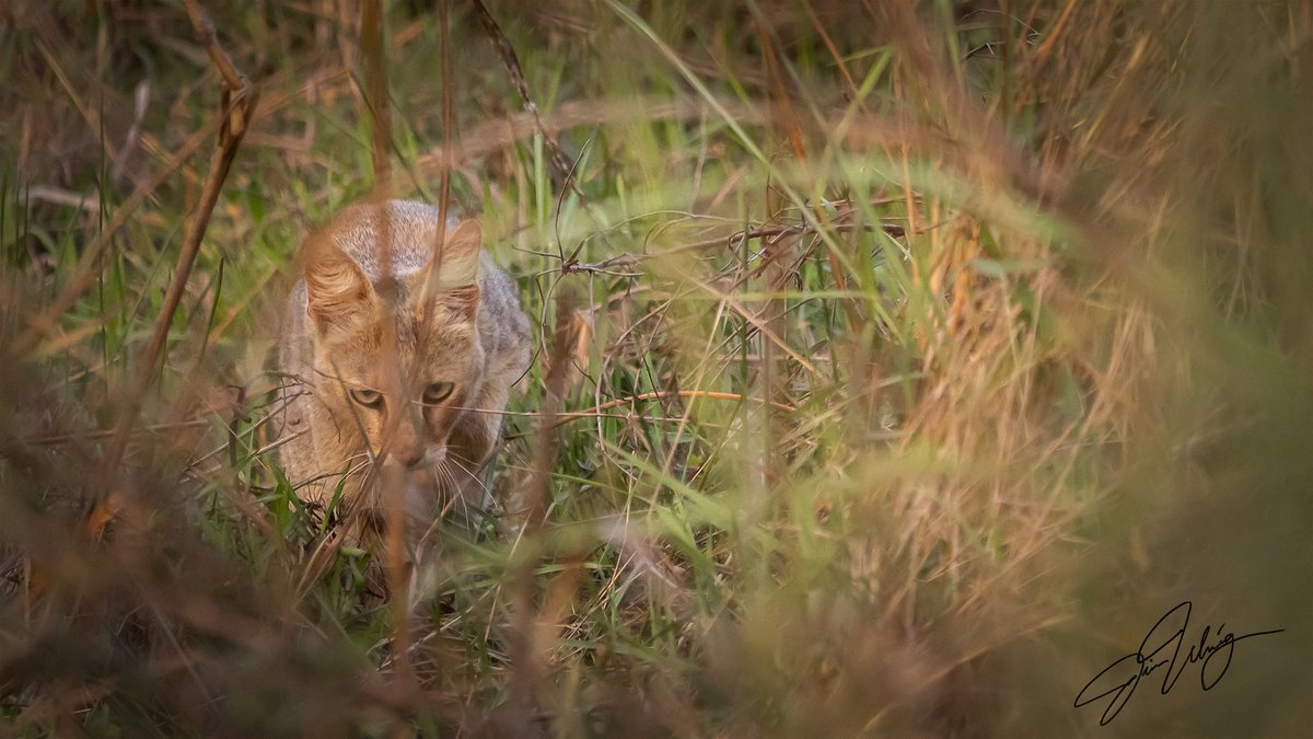 JimbU's tweet photo. Hide And Seek - A rare find hidden it the tall grass. Jungle Cat, Bandhavgarh, India, https://t.co/dansqLeKns
