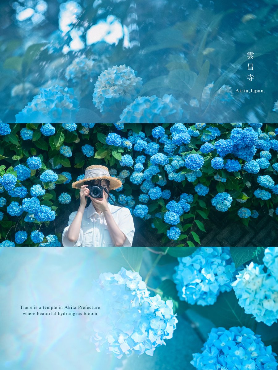 sako_photo's tweet photo. 秋田県男鹿市・雲昌寺の紫陽花💠 https://t.co/hPszREQZVc