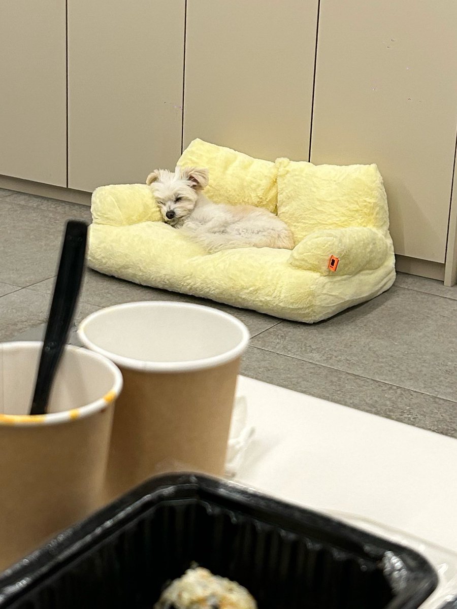 Noopppp_y's tweet photo. 창억떡강아지 제출합니다 https://t.co/DsBViAuR7X