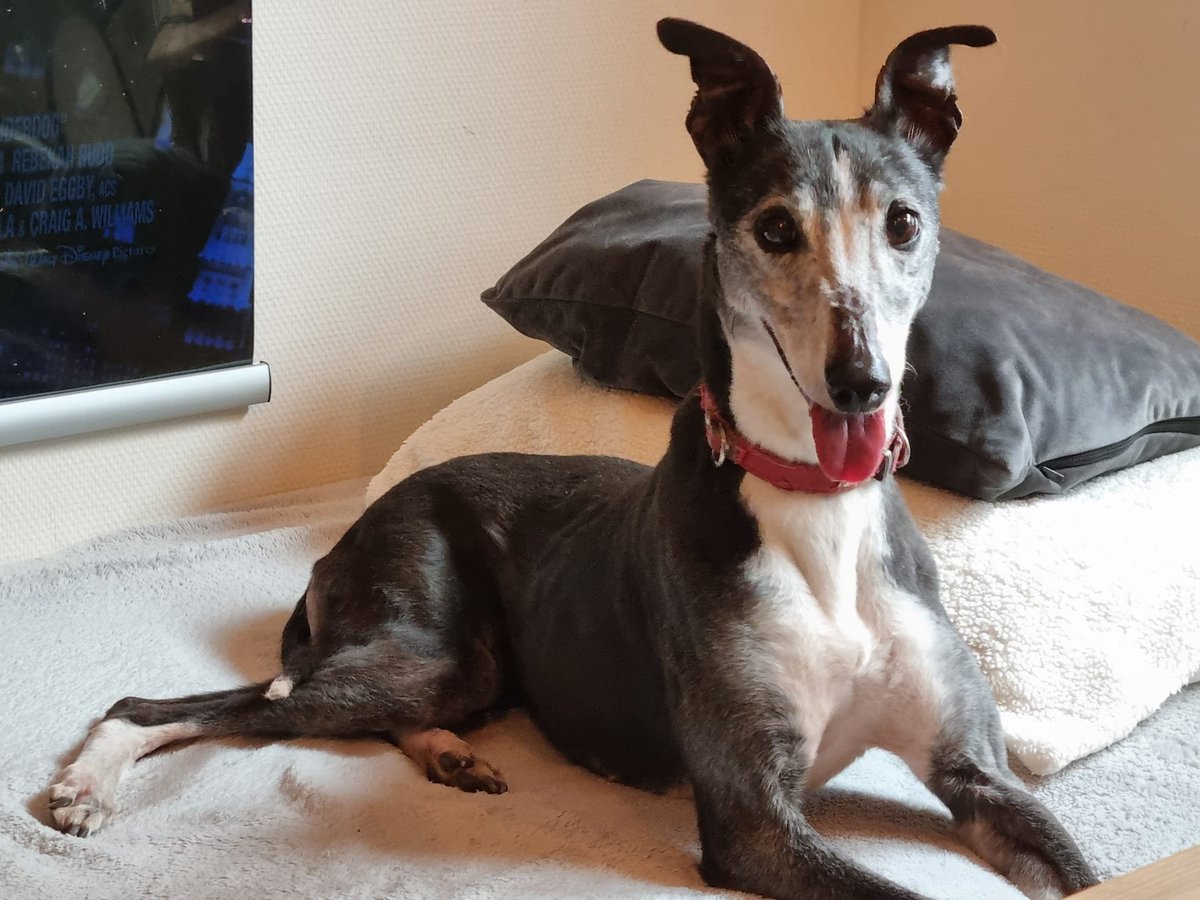 DeRavissante's tweet photo. Gezocht: De allerliefste nieuwe eigenaar voor gouden senior Suus (12 jaar)

Maak kennis met Suus, een prachtige Whippet-dame van 12 jaar oud. Suus heeft een zwaar verleden achter de rug. Ze is gedumpt en haar lichaam liet overduidelijk zien dat er nooit goed voor haar is gezorgd. Maar wat is ze dapper. Ondanks haar verleden heeft Suus haar vertrouwen in de wereld niet verloren. 

In het gastgezin laat ze zien wat een ongelooflijk wonder zij is: een pure, zachtaardige en intens liefdevolle hond.
Haar karakter: Eén en al liefde. Ze is ontzettend sociaal en reageert vriendelijk op werkelijk iedereen. Grote mensen, kleine kinderen, andere honden én katten. Suus vindt ze allemaal gezellig. Ze blaft niet, loopt keurig en rustig mee aan de riem en kan prima een poosje alleen thuis blijven.

Haar favoriete bezigheden? Spelen met een balletje, heerlijk kroelen en het liefst de hele dag dicht bij je in de buurt zijn.

Medische achtergrond & Gezondheid: Haar gebit is onlangs volledig gesaneerd en weer helemaal netjes gemaakt. Er zijn 13 tanden/kiezen verwijderd want haar gebit was vreselijk. 
Mobiliteit: Omdat ze soms wat sleept met haar achterpoten, zijn er röntgenfoto's gemaakt van haar heupen en achterpoten. Gelukkig zag dit er allemaal goed uit!

Sterilisatie: Suus kan over 3 maanden gesteriliseerd worden. Er wordt in de kosten voor deze toekomstige sterilisatie tegemoet gekomen. 

Haar rugzakje: Het enige dat Suus echt heel spannend vindt, is autorijden. Ze wordt niet wagenziek, maar de autorit zelf bezorgt haar veel spanning. Haar nieuwe eigenaar moet hier dus rekening mee houden en dit rustig met haar (blijven) oefenen.

Het perfecte thuis voor Suus: Suus zoekt een rustige nieuwe eigenaar waar ze de rest van haar leven mag genieten van de liefde die ze zo lang heeft moeten missen. Een plek waar ze lekker veel mag knuffelen en waar haar baasje veel thuis is. Suus verblijft op dit moment bij een gastgezin in Herwijnen. Heb jij een plekje in je hart voor Suus? Ben jij gevallen voor de zachtaardige blik van deze prachtige senior? Stuur dan een uitgebreide e-mail met jouw woon- en werksituatie naar wilma@herplaatsingscoach.com en wie weet maak je binnenkort kennis met lieve Suus