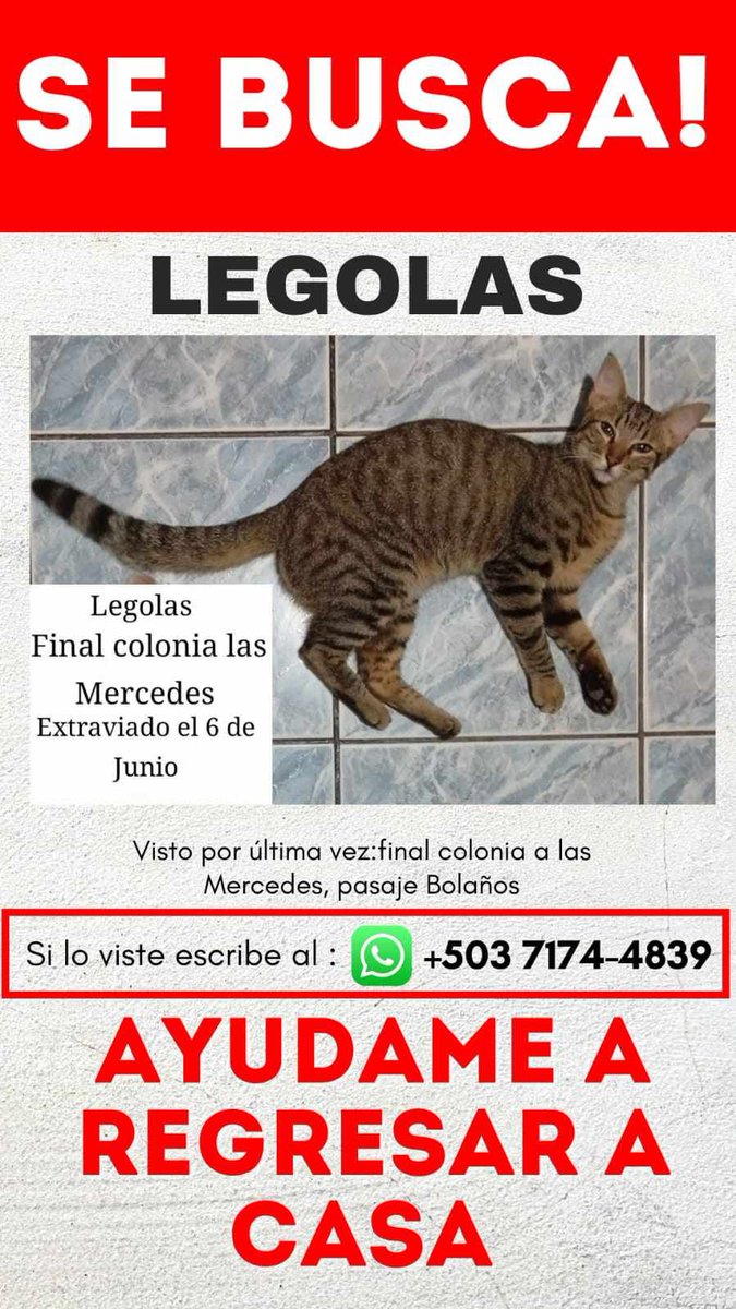 lyssitta's tweet photo. SERVICIO SOCIAL✅️
#SEBUSCA 📣
#EXTRAVIADO ‼️

 Estamos buscando a nuestro gatito extraviado en San Marcos , San Salvador. Queríamos pedir por favor si me ayudaría a publicarlo.  muchas gracias. https://t.co/wajfEmM1vV