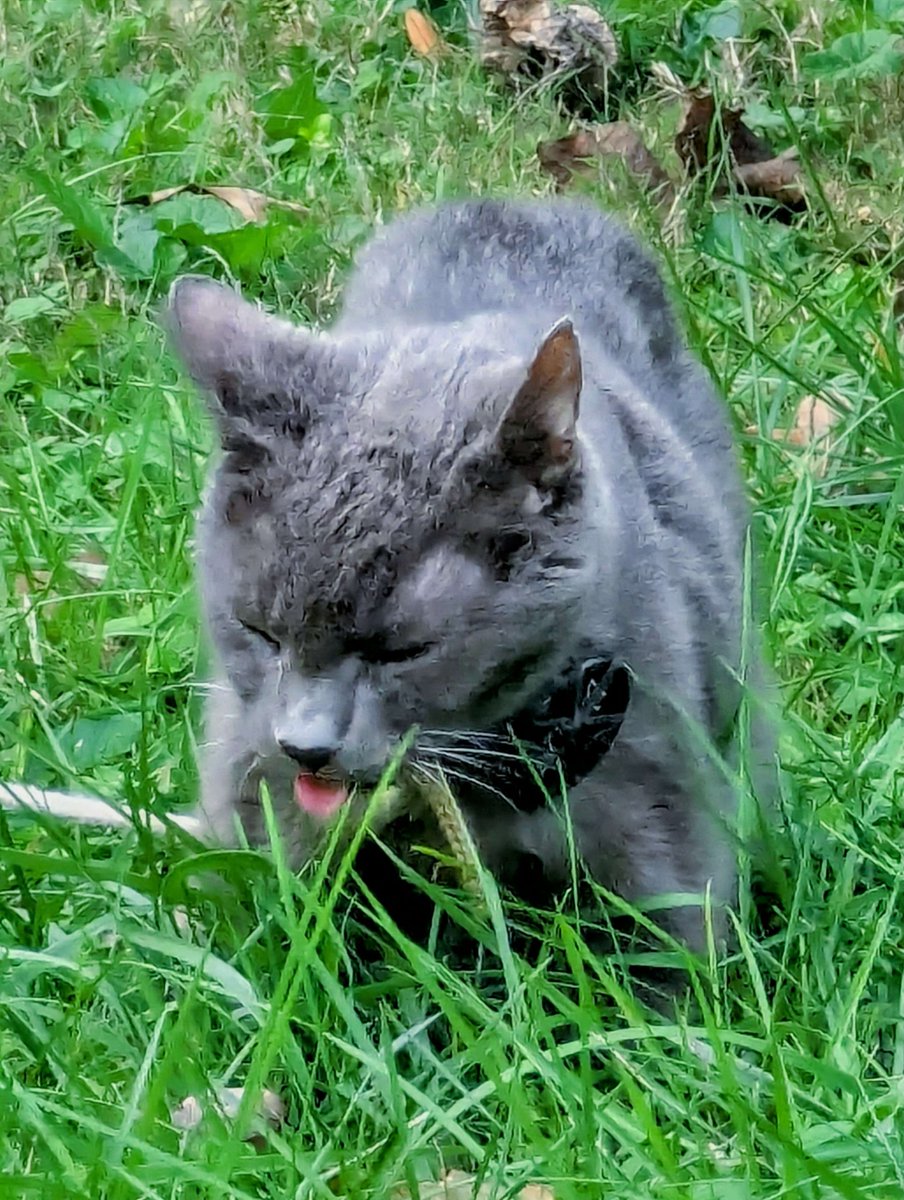 Dfckt_exsect's tweet photo. @marzeofflame And because I was getting errors sending this, you get four more like Luna sniffing pot https://t.co/u8z9PctFYC