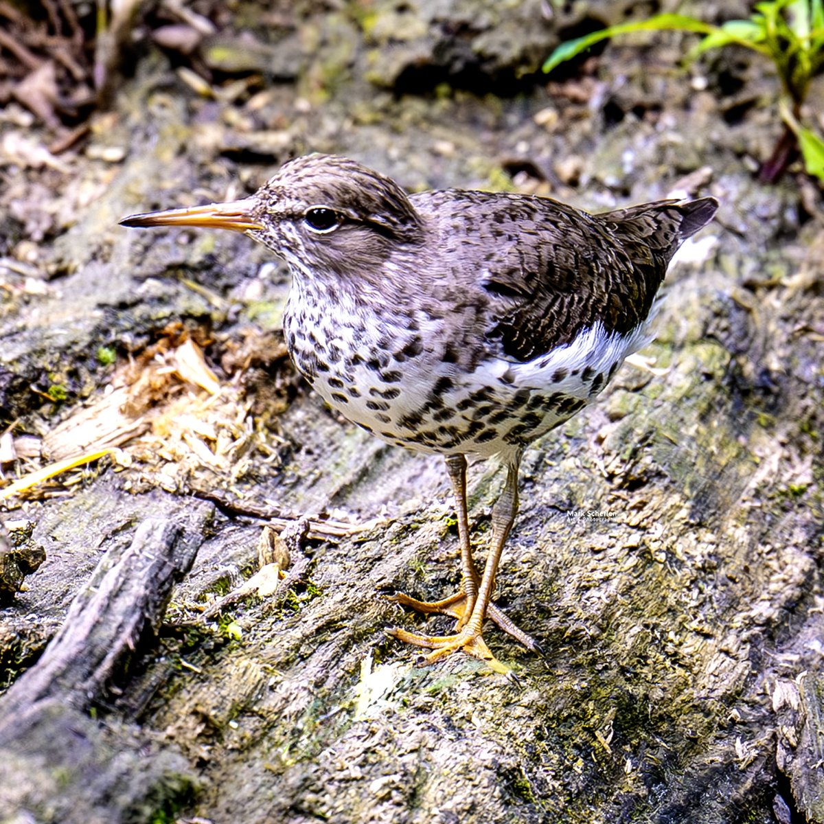 charlieschef's tweet photo. Spotted Sandpiper, Pool area #centralparknyc #birdcpp #birdphotography #biodiversity #sandpiper #birds #wildbirdphotography #BirdsSeenIn2026 #bird #birdseenin2026 https://t.co/IlAnL7K0U7 https://t.co/nKMxcHsYIJ