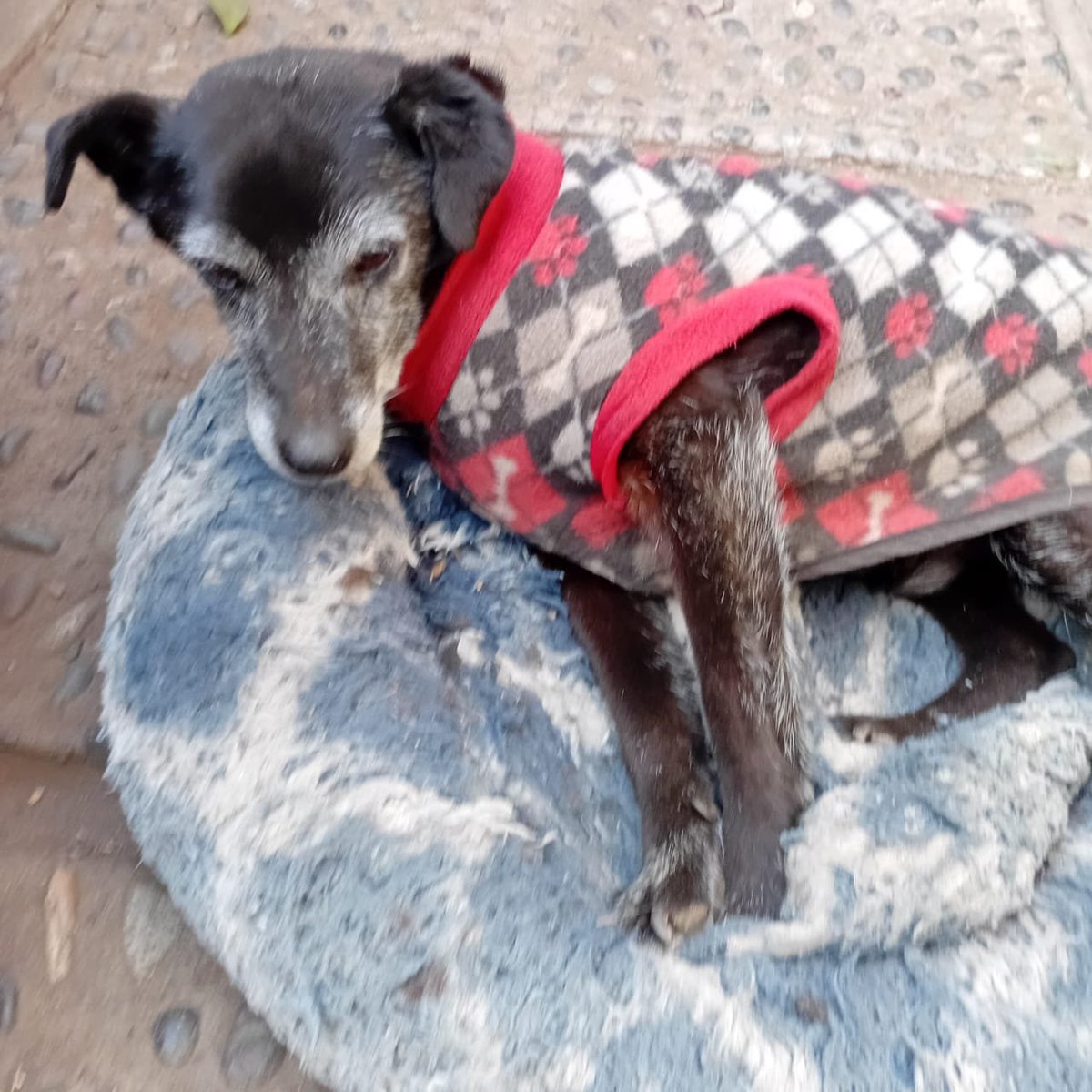 PatssyPatt_'s tweet photo. AYUDENME CON MUCHOS RT X FA!!

Se debe pagar el temporal de Cholito... ya tiene 11 años, mediano, tiene sus amigos en el temporal, nadie lo adopto!

Son $40.000 pesos 

Cuenta vista 
Banco Santander 
7059026547
Patricia Delgado 
15.349.566-1 
patitadelgado72@gmail.com https://t.co/UBPDlkU2HK