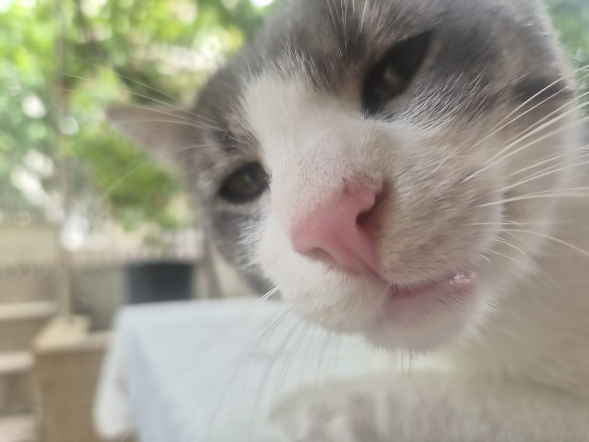 ozgeemeert's tweet photo. Bu kedinin ağzı erimişti tedavi ettirip kısırlaştırdım. Bir süre sonra tekrar etmişti mahallede bakanlara dedim kontrol edin diye. Eve köpek getirince saldım mahalleye. Hayvan o günden beri bizim evin oraya geliyor yüksek ihtimal kovuluyor. Çok uysal Ankara için yuva arıyorum. https://t.co/Yo7QwfXYLg