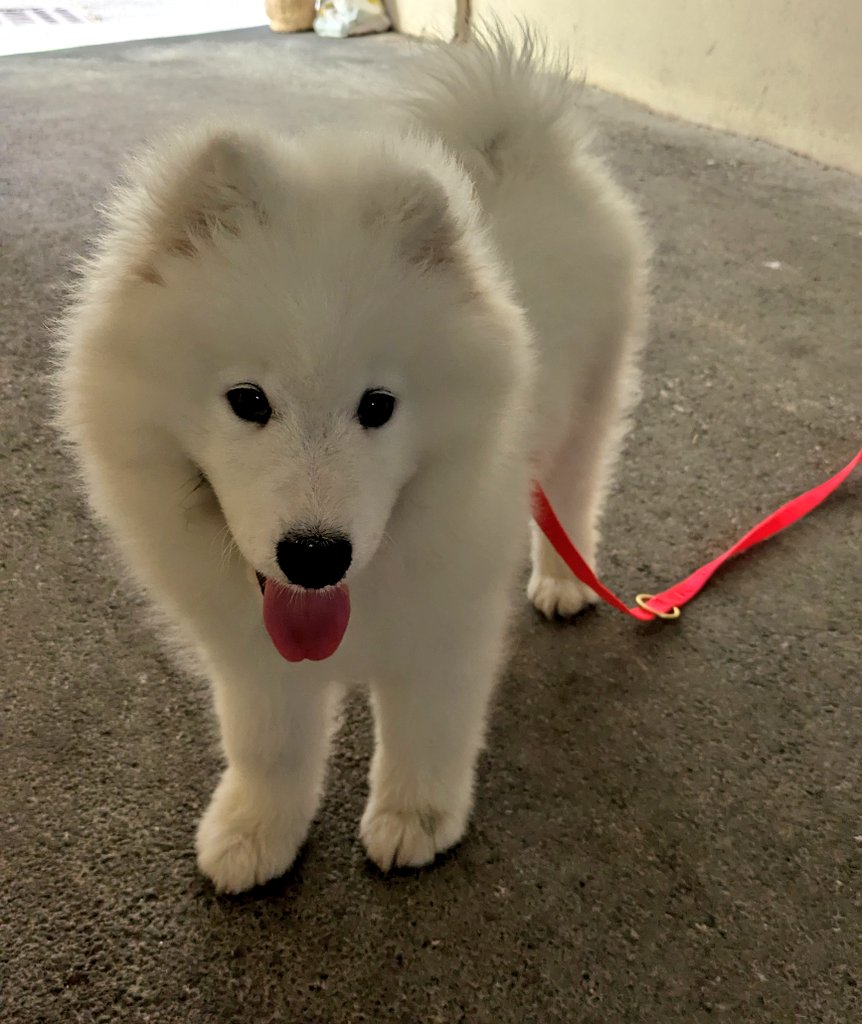 avocatmimi's tweet photo. On devait mettre 3h pour voir ce nuage, on en a mis 26, mais on est heureux de l'avoir trouvé.

Je vous présente Blum, 3 mois et 3 jours. ❤️ https://t.co/VR3kGfwFYW