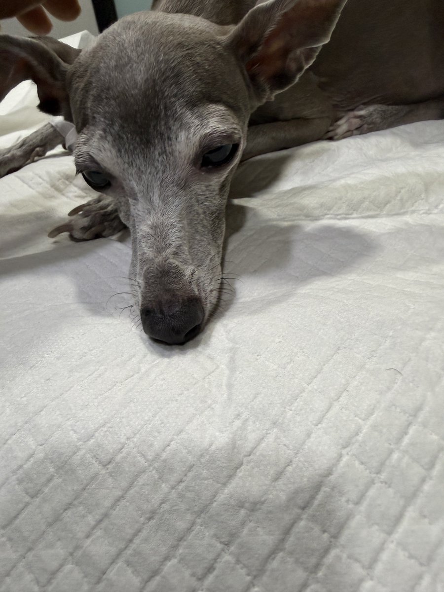 jebidoublelove's tweet photo. 260615 🐶💬 00:001 KST

📩

To. Our Ppappa
This is my first time writing a letter to our Ppappa, isn’t it? ㅎㅎ Sorry
Thanks to you, so many people, including our family, were happy So now, don’t be in pain anymore and rest well I’m sure you’ve gone somewhere good!!
Now that it’s happened, all I can think about is how sorry I am and all the things I couldn’t do for you, so I miss you even more
You were in a lot of pain, weren’t you? You really went through so much I can’t write too much because it makes me too sad ㅎㅎㅎ
You’re always in my heart, and you’re the one and only Eumppappa in my life Thank you for being part of our family’s joys, sorrows, and everything in between for 10 years We’ll meet again next time too, so I’ll wait for you
I loved you so much my baby ❤️
— Your oppa who misses you very much
