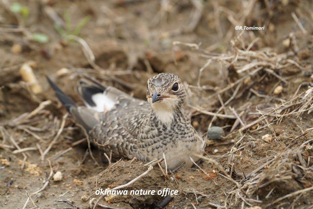 OkinawaNature's tweet photo. ツバメチドリの幼鳥
親鳥が近くで警戒鳴き
即退散しま���た。Juvenile Oriental Pratincole.
A parent bird was giving alarm calls nearby, so I quickly moved away.　＃沖縄　＃野鳥　#bird #birdwatching https://t.co/ziPuotQ0TL