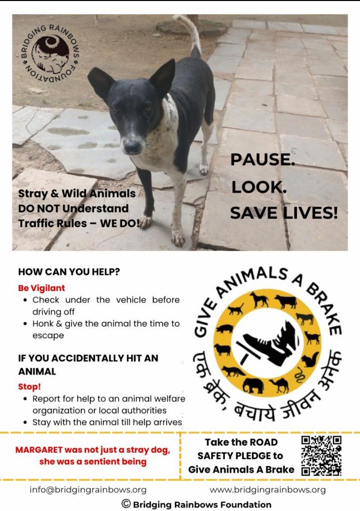 BridgingRainbow's tweet photo. On World Blood Donor Day, remembering Margaret, the blood donor, an unsung hero. 

Join our GIVE ANIMALS A BRAKE campaign. TAKE THE ROAD SAFETY PLEDGE NOW https://t.co/oMZpVj8giP

#worldblooddonorday #giveanimalsabrake #unsunghero #roadsafetycampaign https://t.co/dg35milliw