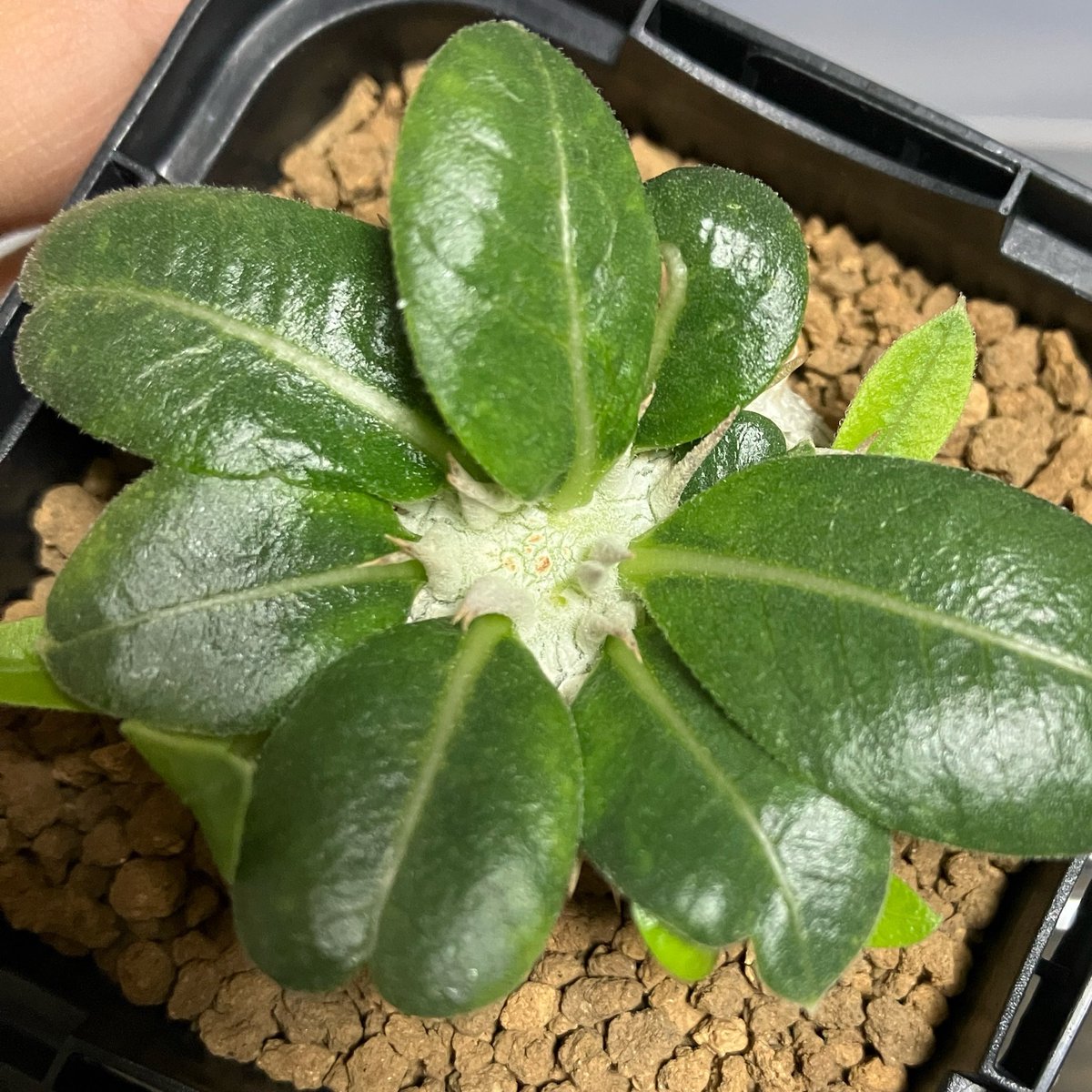 f_macrodiscus's tweet photo. ちゃんと病気治さないと植物完全には楽しめないね😮‍💨

頭頂の成長点が消えた恵比寿笑い。いい運動場ができるぞ！ https://t.co/OyhiBVUJbb