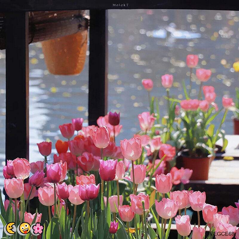 StevenH13645's tweet photo. 😃 🙌 🥰 🌸 💪
🌈COS🤗偷情💫骚话🙌男M😃网调😆萝莉🤩SM🌈JK😍鸡巴套子💪馒头B😁小鸟酱💝娇喘

企鹅裙：1818089

X：@zhien52000

飞机：zuoyi1v1

裸聊/连麦/文爱/调教/寸止 https://t.co/q5j5Ot6J3T