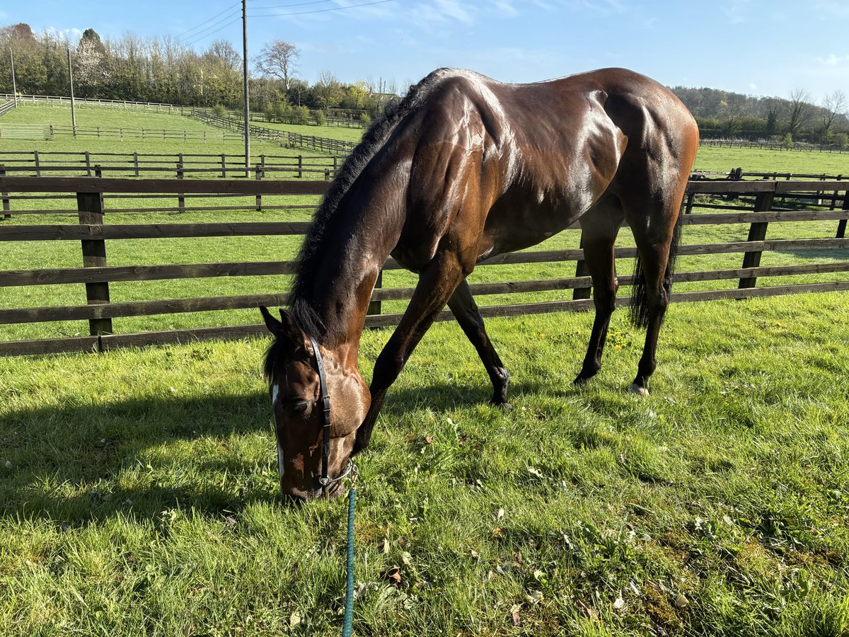 NewstartRacing's tweet photo. Exciting times @NewstartRacing
Heading to #WeatherbyRaceCourse this week with this young man #Pinpoint
I’d say ‘Cool, Calm & Collected’… but I think we can add ‘Cheeky & full of Character’ to the list! 🏇😆
Looking forward to a good day Racing! Good luck to all who follow us!🥂 https://t.co/TcucHuO4NT
