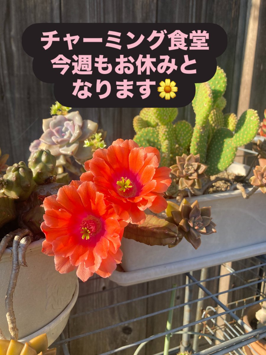chaming20151001's tweet photo. お休み続いております。
7月くらいから、復活する予定ですっ🌼

どうぞよろしくお願いします。 https://t.co/v7WaTwKIxG