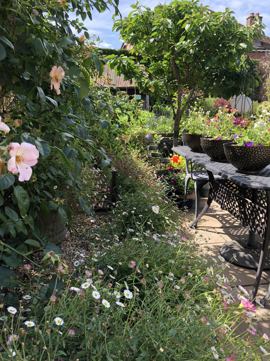15greenmins's tweet photo. Enjoying the flowers on the patio on a lazy  Sunday afternoon - I know I should be planting!! #FlowersOnSunday #patio #15greenmins https://t.co/sph9zzF1zO