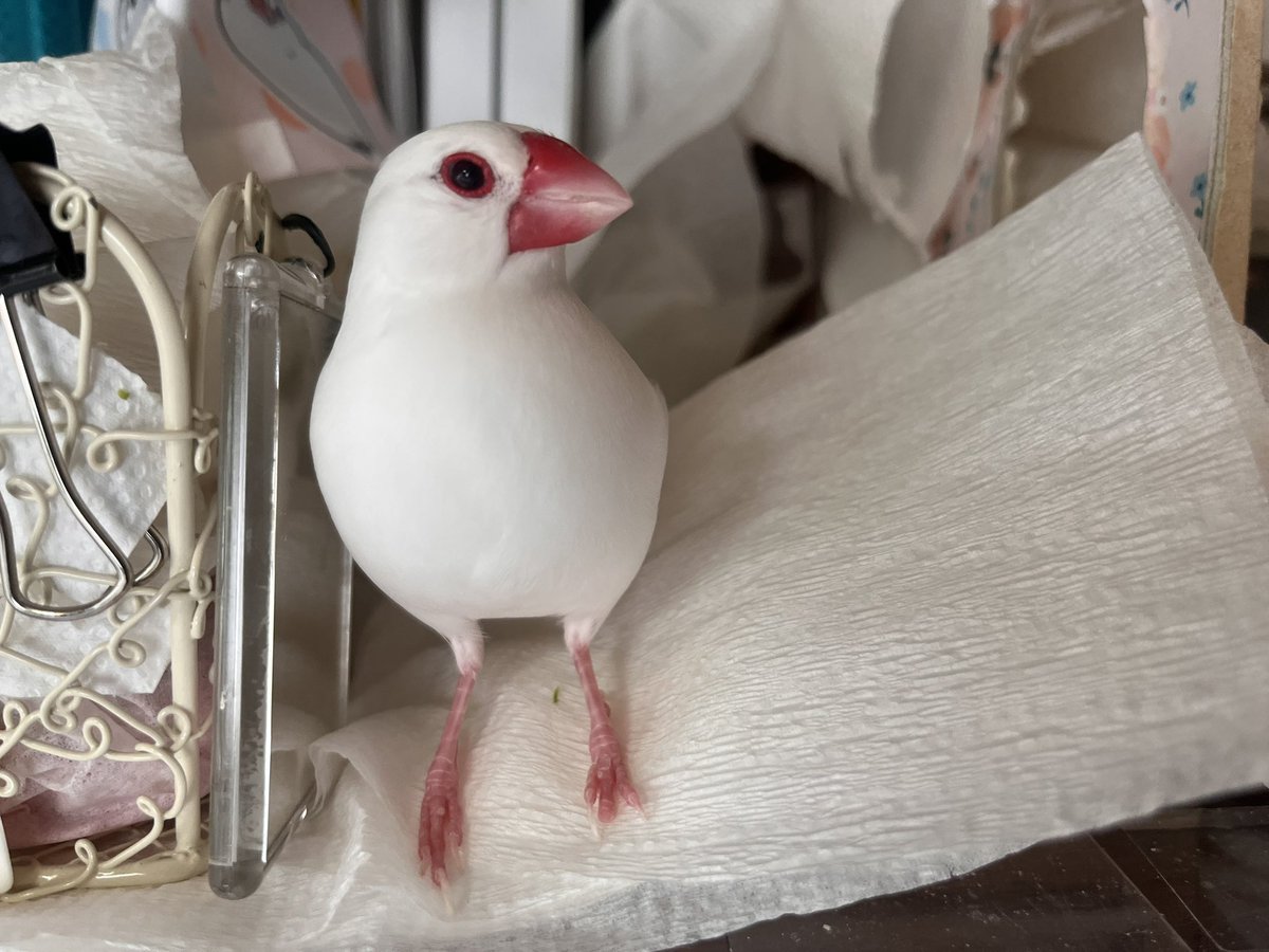 ぽんきちページ 流行りのパンツを履かせたくなるような姿勢 けど多分このままが1番