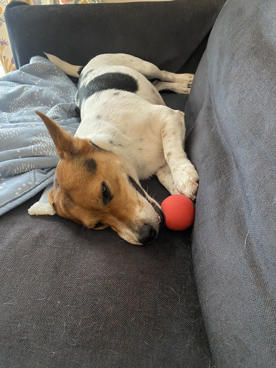 JRT55476930's tweet photo. 眠いけど遊びたい…

#ジャックラッセルテリア https://t.co/k88pu0qb1f