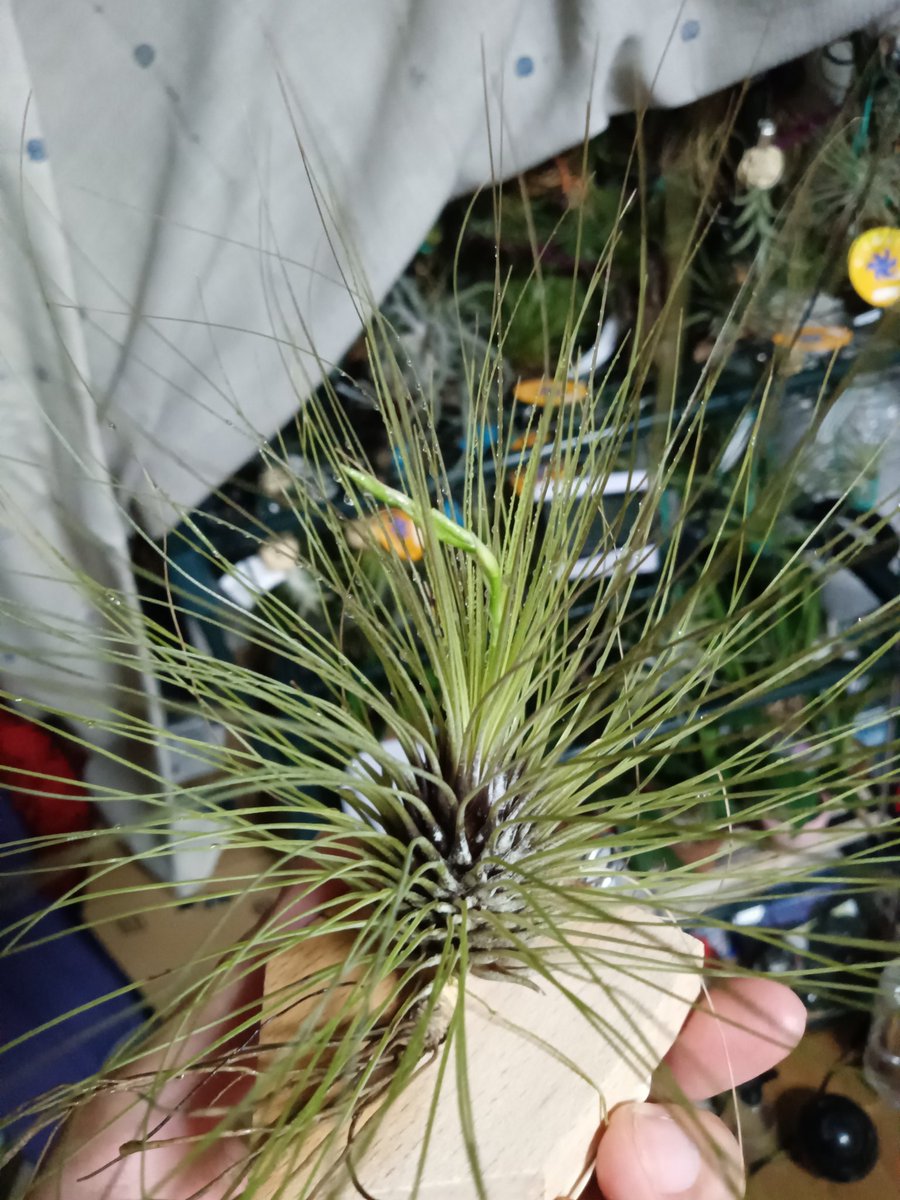 exec_hymme_negi's tweet photo. ティランジア・フィリフォリアさんにこれは！もしかしなくても花芽！快適に過ごしてくれている証拠なので嬉しい〜どんな花が咲くのか楽しみです💐 https://t.co/uFKB3GhLyP