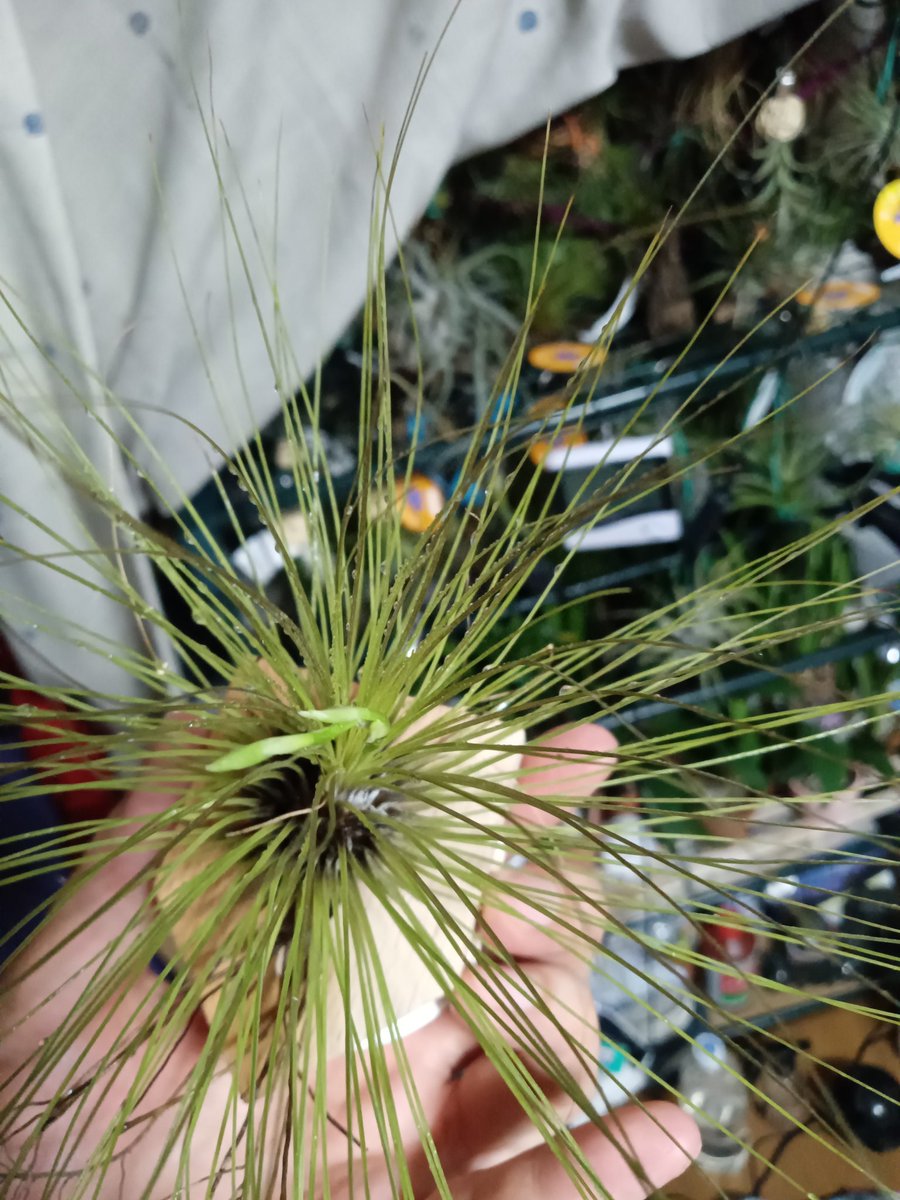 exec_hymme_negi's tweet photo. ティランジア・フィリフォリアさんにこれは！もしかしなくても花芽！快適に過ごしてくれている証拠なので嬉しい〜どんな花が咲くのか楽しみです💐 https://t.co/uFKB3GhLyP