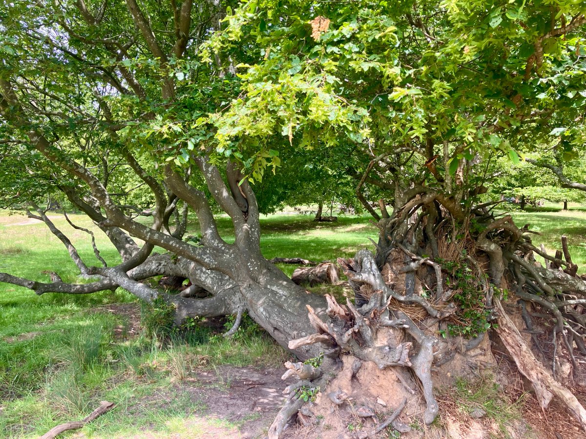 FRPTweets's tweet photo. For #thicktrunktuesday- the Phoenix tree, or Fallen down Oak on the north side of Richmond Park is a famous sight, but there are two Hornbeams between Ham and Petersham Gates which have also shown what resilience means as they continue to thrive despite being toppled over… https://t.co/K6PNMlmQ7m