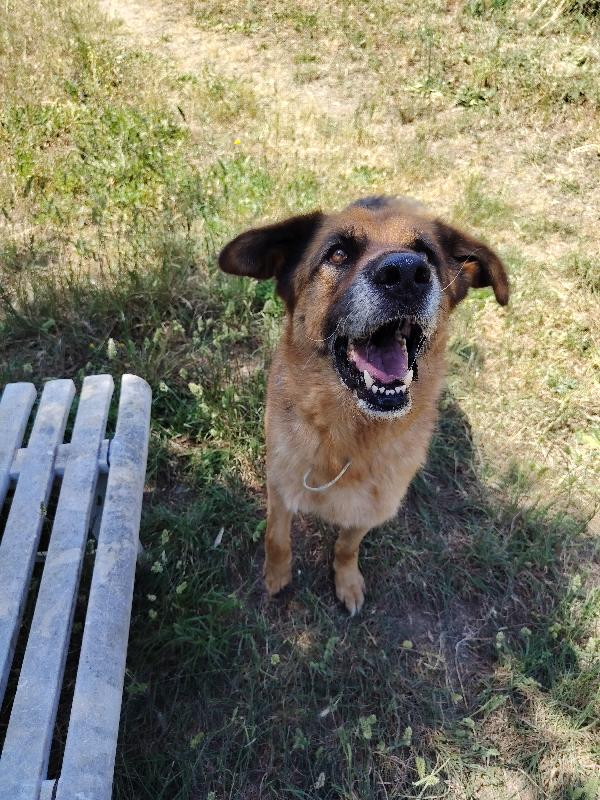 OsservoETaccio's tweet photo. #14giugno #animali #adozioni #italia #cane #cani https://t.co/J8ulHGO0Ur https://t.co/AujK5DcAtK