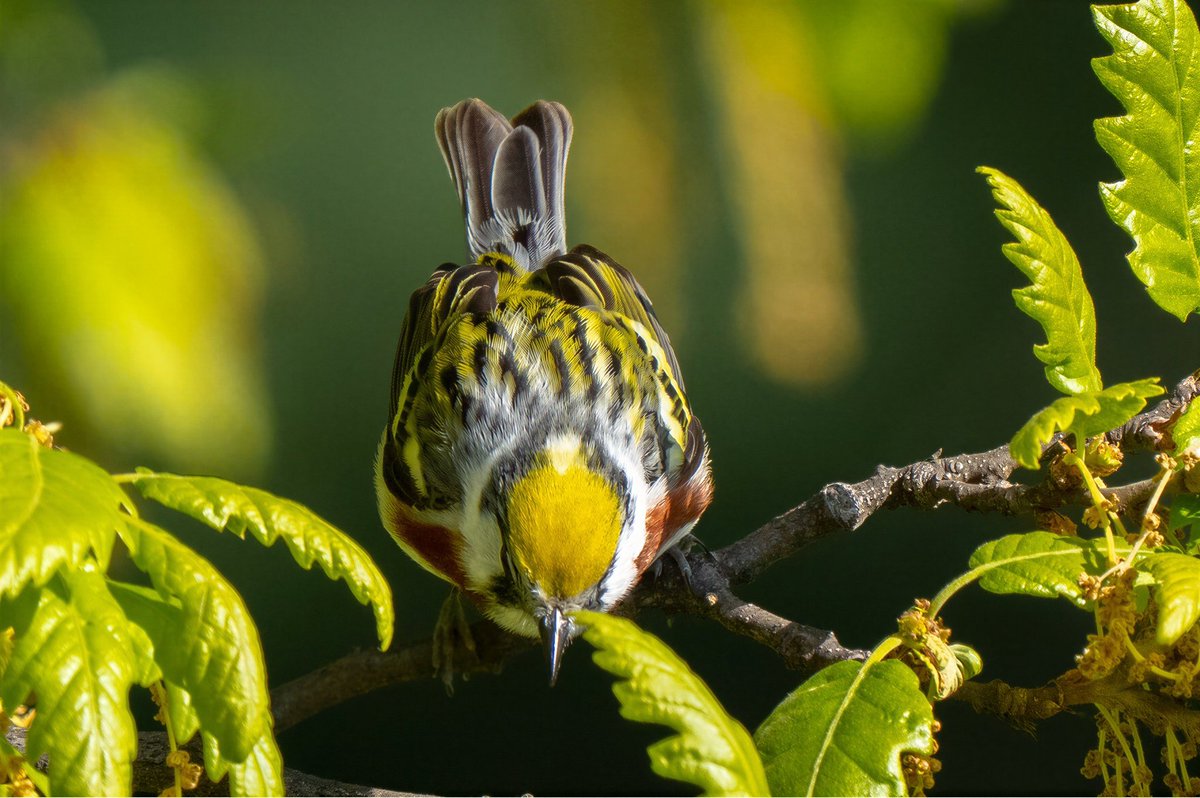 mitoGFP's tweet photo. Chestnut-sided warbler. Revisiting spring migration @CentralPark_NYC with @BirdingBobNYC and @DAllenNYC #birdcpp #BirdsSeenIn2026 #BirdsOfTwitter #birdphotography @BirdCentralPark #springmigration #warbler https://t.co/cBmFv8TDdx