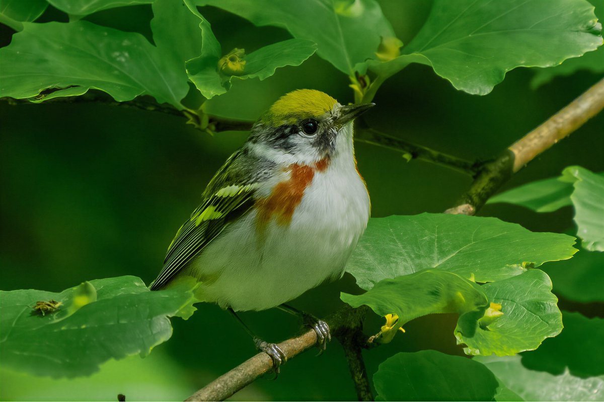 mitoGFP's tweet photo. Chestnut-sided warbler. Revisiting spring migration @CentralPark_NYC with @BirdingBobNYC and @DAllenNYC #birdcpp #BirdsSeenIn2026 #BirdsOfTwitter #birdphotography @BirdCentralPark #springmigration #warbler https://t.co/cBmFv8TDdx