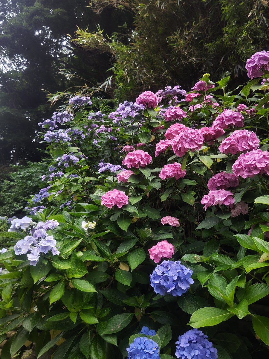 morek05's tweet photo. 今年も紫陽花きれいでした https://t.co/Ba2bLjJwgq