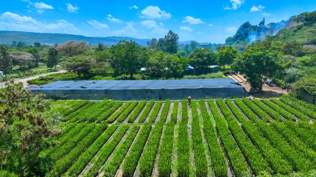 YirgeeSol1's tweet photo. The Green Legacy season has officially arrived! With an incredible eight billion seedlings nurtured and ready to take root, it’s time to roll up our sleeves. Let’s plant the seeds of hope today for a greener, thriving tomorrow. 🌲✨ https://t.co/zCE4znF8Tx