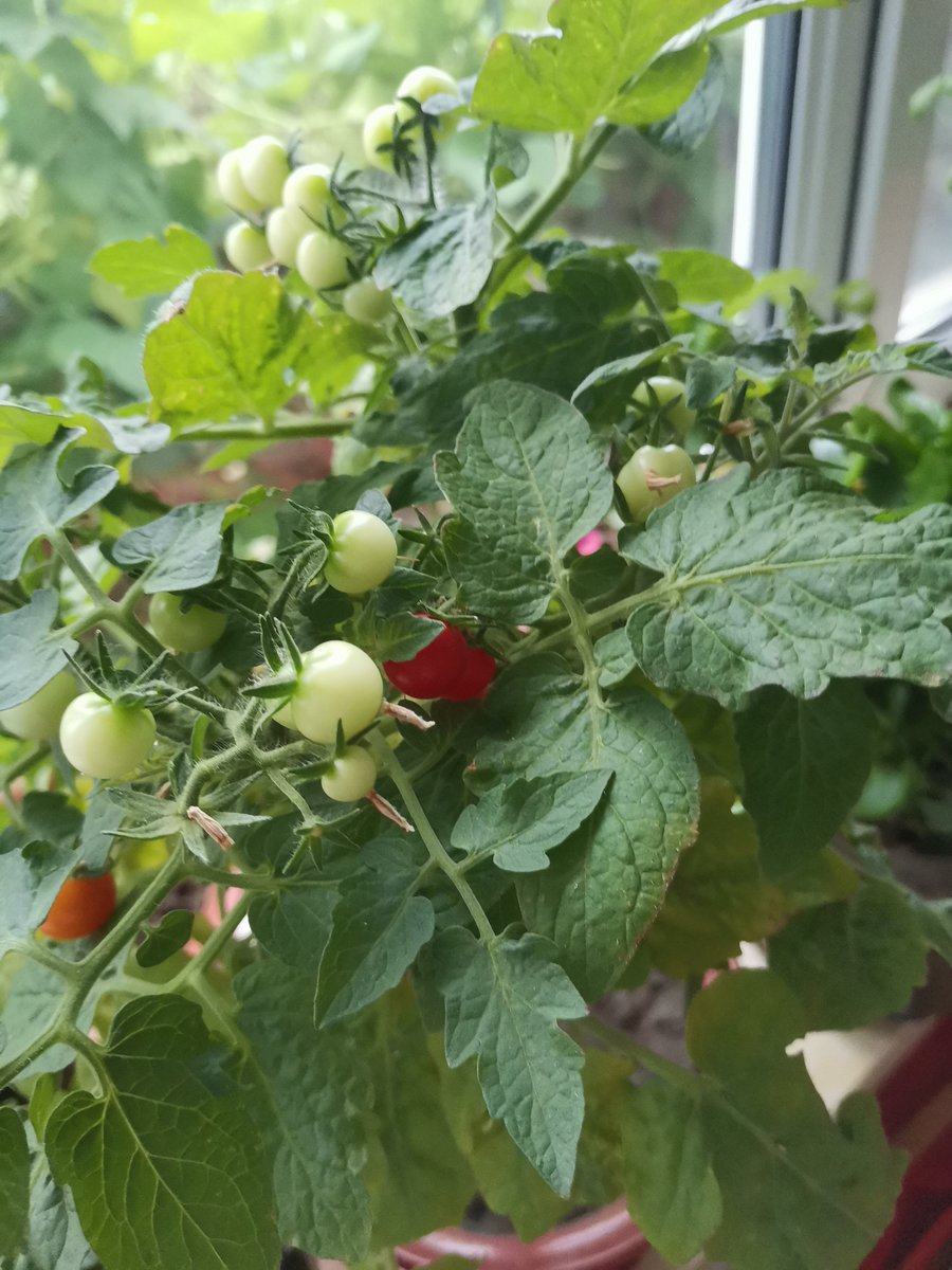 Zuhal19536036's tweet photo. Just tried the new organic cherry tomatoes from local farm—juicy, sweet, no weird aftertaste! Perfect for salad or snacking. https://t.co/E6aoQdjfO1