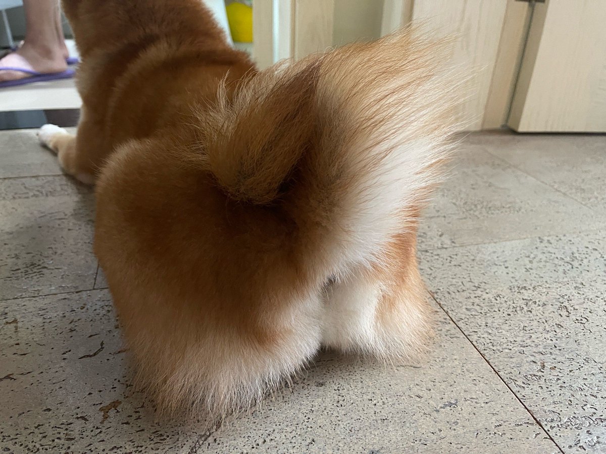 sjsj0110's tweet photo. Nothing beats the calm of coming home to your pup waiting by the door  Small joys make the best days! https://t.co/Yf1geENlVq