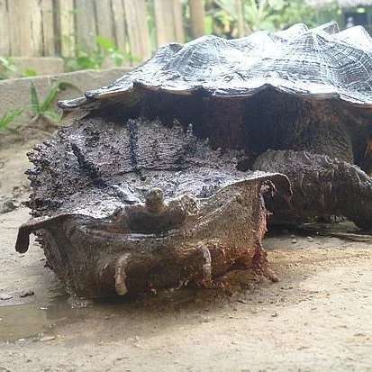 AMAZlNGNATURE's tweet photo. Meet the Mata Mata Turtle, one of the strangest turtles on Earth

Found in the rivers and wetlands of South America, its camouflage is so effective that fish often swim right up to it, only to be sucked into its giant mouth in a split second https://t.co/LCp7XeEIPp