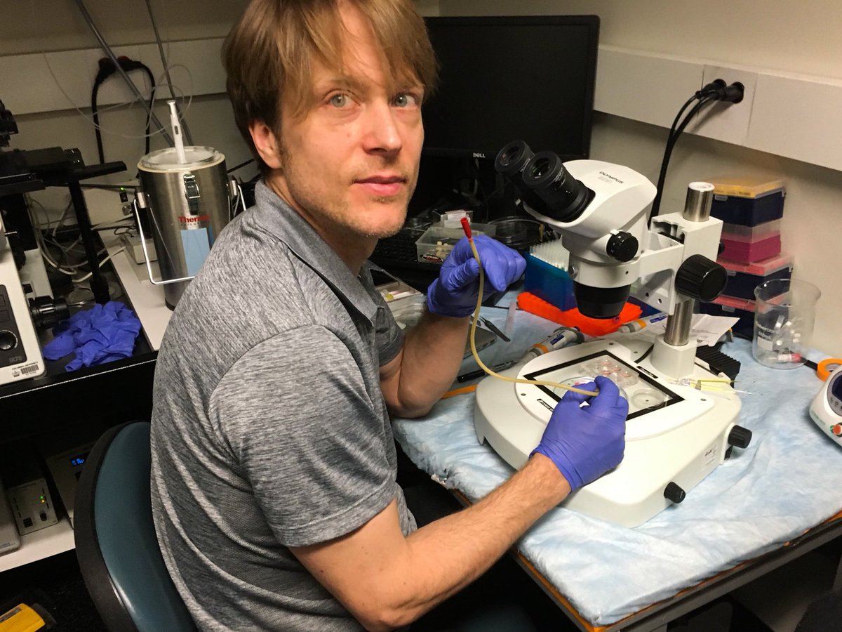 NightSkyToday's tweet photo. JUST IN🚨: Scientists at Columbia University have just unlocked the most precise Human Embryo editing method ever.

Now we can rewrite single letters of DNA. Officially kicking off the era of programmable humans. https://t.co/iv35y7PQvW