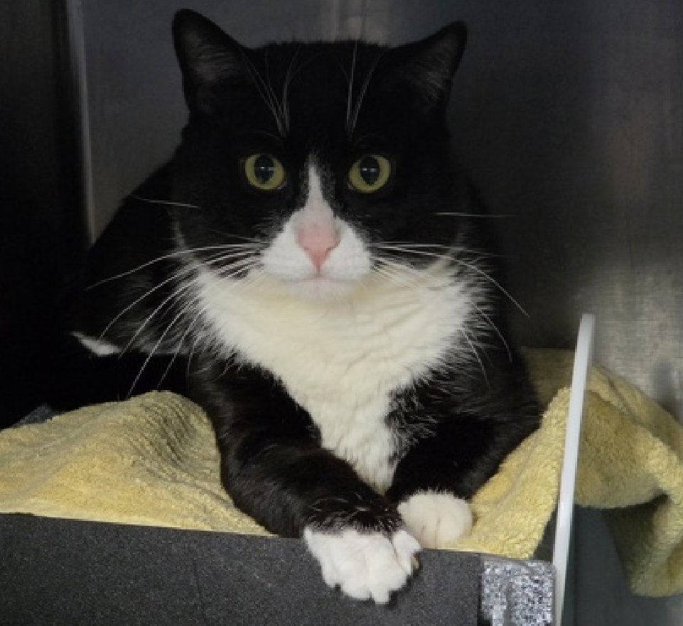JLthekid9999's tweet photo. 🆘🆘 SQUIRREL (ID 198752), 5 YO,  MALE–  IN MANHATTAN ACC - came into the shelter as an owner surrender on 4/23/2026, with the surrender reason stated as person circumstance- cannot afford to care for.    🆘🆘 😿 😿 😿 😿

➡️TBD 6/16/26

➡️ TOO LOW ON PLEDGES TO STIMULATE RESCUE INTEREST

➡️🆘🆘 7th Chance on Emergency Placement List – ON BORROWED TIME – SHELTER AT CAPACITY- NOW IS THE TIME TO ACT/HELP SQUIRREL - HIGHEST EU/SILENT KILL RISK –🆘🆘 😱🔥🔥😱

➡53 DAYS IN SHELTER – TOO LONG – TIME IS RUNNING OUT

➡️ SQUIRREL IS ON THE EPL FOR BEHAVIORAL REASONS -He is not thriving in the care center and continues to display distance-increasing behavior when approached for interactions. He has not warmed up despite staff using treats to build a positive association. This designation often means that the cat will be given very little time for rescue/foster/adoption.🔥🔥🔥🔥

What my friends at ACC say about me: I am looking for a home with a patient person. I would appreciate slow introductions to new people and places to help me feel safe. Squirrel is not open to interaction at this time and does not currently tolerate petting or handling. Because his previous owner reports he is quiet, friendly, and affectionate in a home environment, we believe the behavior seen in the care center is shelter-specific and this cat would make a great pet but is really struggling in the shelter environment. For a New Family to Know: Squirrel's prior owner describes him as quiet, friendly, affectionate, active and playful. He likes to be where people are so would hang out in the living room, bedroom and kitchen and would also sit in a window. He is described as playing gently and likes to chase and pounce on toys and to stalk and pounce on feet. Squirrel received interactive play approximately 20 times a month and likes to scratch on horizontal surfaces such as rough rope or carpet/fabric. In his prior home he was on a wet food only diet and preferred Sheba non pate type food -- his favorite flavors are trout or salmon. His prior owner says that Squirrel has no behavior issues and is just purrfect! ❤️ 😻❤️ 😻❤️ 😻

NEEDS OUT OF SHELTER ASAP –

Please RT or pledge, if you can, to save this little one.

@AdamsPaulGrimke

@mehser12

💔😿🙏Thank you