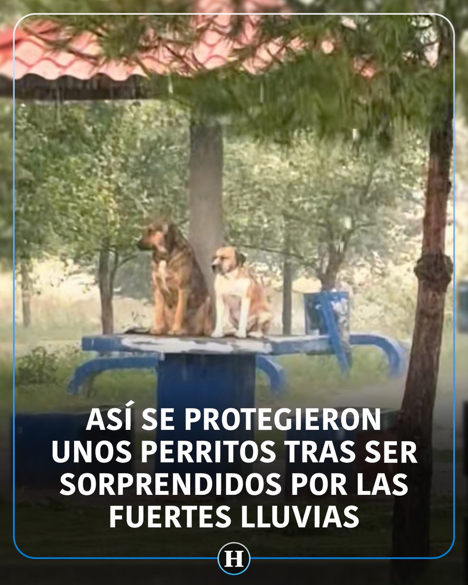heraldodemexico's tweet photo. #VIDEO | 🐶☔ Tras las intensas lluvias registradas en los últimos días en distintas zonas de México, una escena protagonizada por dos perritos conmovió a miles de usuarios en redes sociales. Los animales fueron captados refugiándose sobre una pequeña mesa en un parque para protegerse del agua y mantenerse secos. 🐶☔

Las imágenes generaron numerosas reacciones entre los internautas, quienes señalaron que los perritos también merecen un hogar seguro donde puedan resguardarse del frío, la lluvia y el hambre.