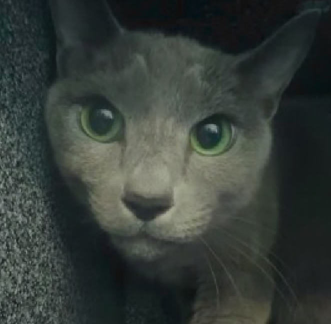 JLthekid9999's tweet photo. 🆘🆘 EXABYTE (ID 253945), 2 YO, MALE –  IN QUEENS ACC - came into the shelter as an  owner surrender on 5/7/2026, with the surrender reason stated as animal behavior - aggressive to other animals.    🆘🆘 😿 😿 😿 😿

🆘🆘 UPDATE – LESS THAN $100 IN TOTAL PLEDGES – EXABYTE IS BEING OVERLOOKED/IGNORED AT SHELTER AND ON X – PLEASE PLEDGE IF YOU CAN 🆘🆘

➡️TBD 6/16/26

➡️ NEW HOPE PARTNER RESCUE ONLY

➡️ TOO LOW ON PLEDGES TO STIMULATE RESCUE INTEREST

➡️🆘🆘 6TH Chance on Emergency Placement List – VERY RARE – SHELTER AT CAPACITY - COULD BE LAST CALL FOR EXABYTE- VERY HIGH EU/SILENT KILL RISK– 🆘🆘 😱🔥🔥😱

➡️ 39 DAYS IN SHELTER – TOO LONG – TIME IS RUNNING OUT

➡️ EXABYTE IS ON THE EPL FOR BEHAVIORAL REASONS - He is not thriving in the care center and continues to display distance-increasing behavior when approached for interactions. He has not warmed up despite staff using treats to build a positive association. This designation often means that the cat will be given very little time for rescue/foster/adoption.🔥🔥🔥🔥

Exabyte is an otherworldly beauty with shimmering silver-blue fur and striking emerald eyes that look like they were carved from a glowing geode. 💚✨ With his angular features and intense gaze, he looks a little bit like an alien visitor - in the very best way possible. Right now, Exabyte is deeply misunderstood. Shelter life has been overwhelming for him, and he does not yet feel comfortable with petting or handling. But beneath his wary exterior is a sensitive cat who deserves the chance to decompress in a calm, low-traffic environment with a patient and compassionate person. Exabyte is seeking rescue placement with someone who understands that trust can take time, and that quiet companionship can be just as meaningful as constant affection. With stability, kindness, and space to feel safe, this extraordinary boy has every chance to thrive. For the right rescue or adopter, Exabyte won't just be a cat - he'll be a once-in-a-lifetime companion. 🛸🐾 ❤️ 😻❤️ 😻❤️ 😻

NEEDS OUT OF SHELTER ASAP –

Please RT or pledge, if you can, to save this little one.

@AdamsPaulGrimke

@mehser12

💔😿🙏Thank you